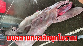 สุดตะลึง! พบฉลามก็อบลินตัวใหญ่ ฉลามทะเลลึกยุคก่อนประวัติศาสตร์ หนัก 800 กก. พร้อมลูกในท้อง 6 ตัว