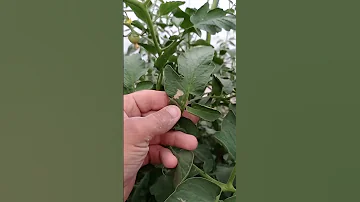 Томатная моль (тута)