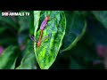 Long Meeting by two insects Parasitic hymenoptera