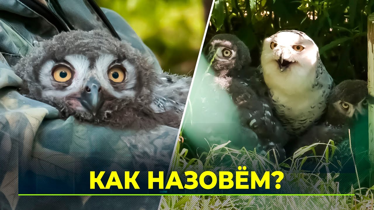 Новоуренгойцы выбирают имена для совят