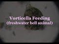 Vorticella Feeding - microscopic fresh water animal  - microscope