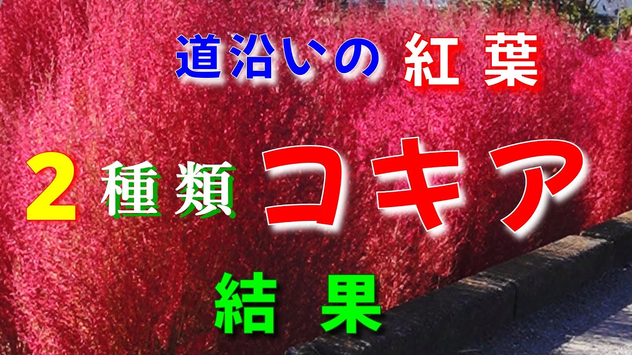 2種類いろんな姿の鮮やかコキア紅葉】2種類のコキア紅葉の比較 