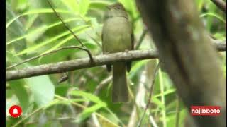 brinji gunung, masteran burung cucak ijo yang paling keren