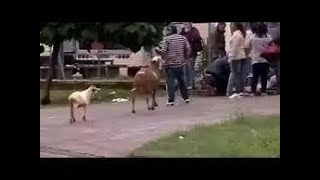 Craziest LOL Goat Attacks Caught On Camera ! by Duk£ TV 13 views 5 months ago 7 minutes, 17 seconds