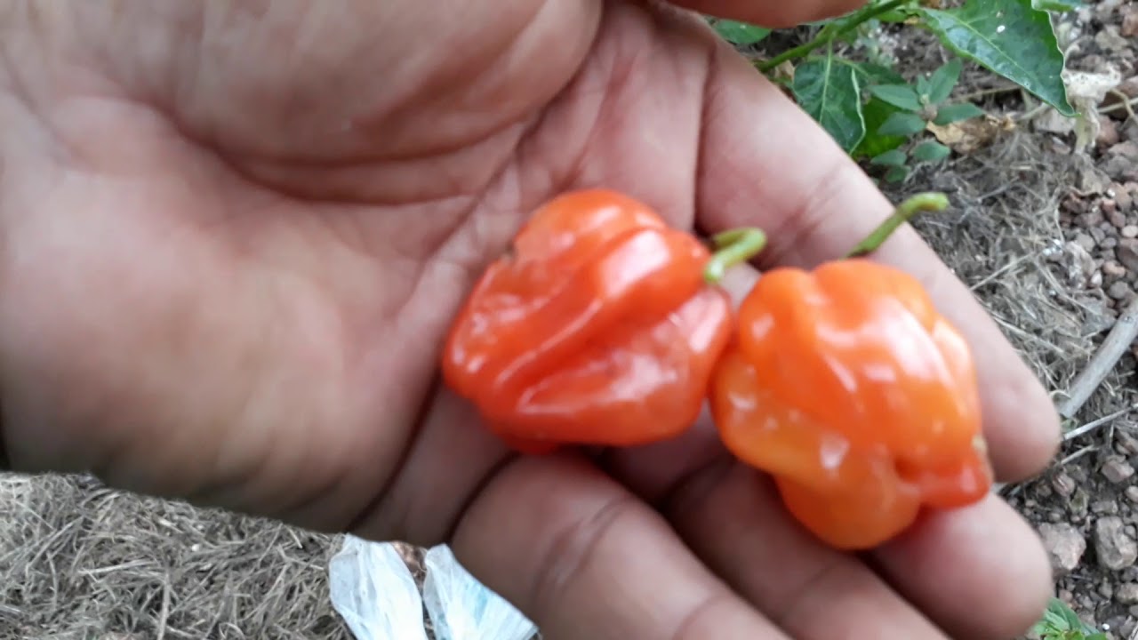 Saco De Velho Pimenta - FDPLEARN