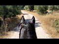Bandolera 💜 ASMR virtual horse videos @sandraandherhorses