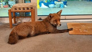 Heidi Gets Honey, And Boo-Boo Screams