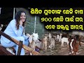     goat rearing of highly educated woman  how to start goat farming in odisha