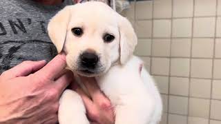 Lab Puppy JOY Gets Sweet & Clean Before her Christmas Party! 🎉 #labrador #puppy #cutepuppies