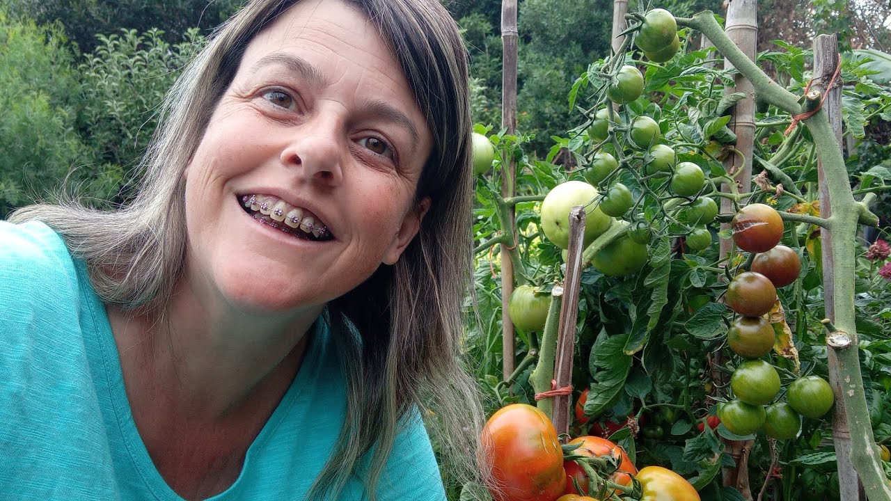 Cosecha de tomates 🍅🤗🇺🇾 - YouTube