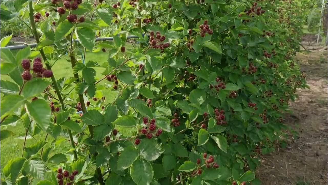 ЕЖЕВИКА. ФОРМИРУМ КУСТЫ после цветения - YouTube