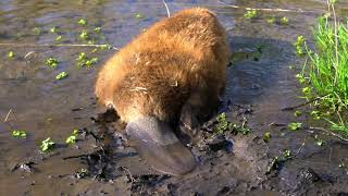 Beaver release in Dorset - female beaver