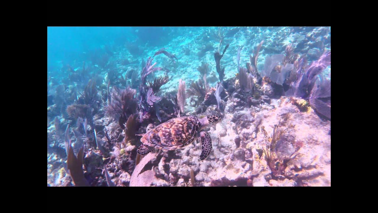 Snorkel Key Largo FL YouTube