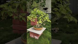 The Bodhi Tree Bonsai The Tree Of Awakening