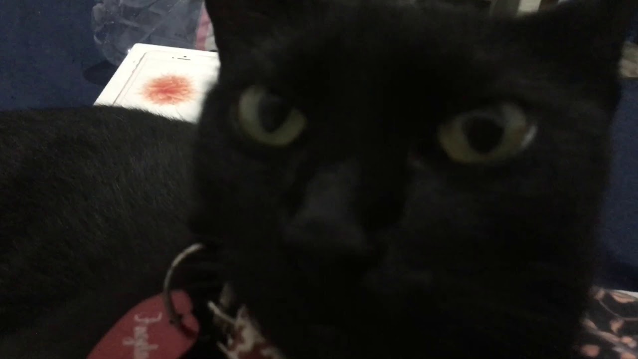 Beautiful and grumpy black cat doesn’t wanna be bothered 