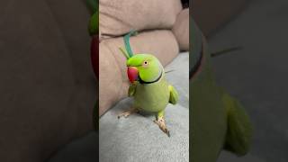 indianringneck parrot birds miculalexander parrots papagal funnyparrot funny