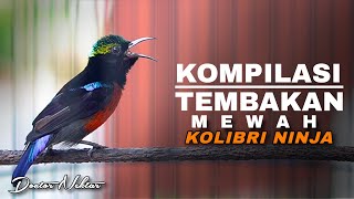 MASTERAN KOMPILASI MEAH KOLIBRI NINJA GACOR FULL MATERI MEWAH ISIAN AUDIO JERNIH COCOK BUAT KONIN MASTERAN KOMPILASI MEAH KOLIBRI NINJA GACOR FULL MATERI MEWAH ISIAN AUDIO JERNIH COCOK BUAT KONIN