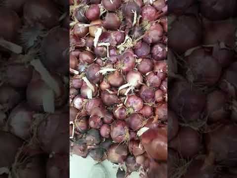 مشروع تجاره الحاصلات الزراعيه