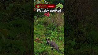 #queensland #cania #caniagorgenationalpark #wallaby #wallabys #travellingaustralia #traveling