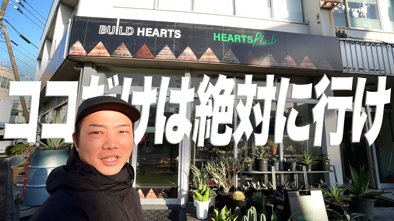 【行かなきゃ損】人も植物も温かい最高の園芸店見つけました。[HEARTS Plant][アガベ][多肉植物][塊根植物]