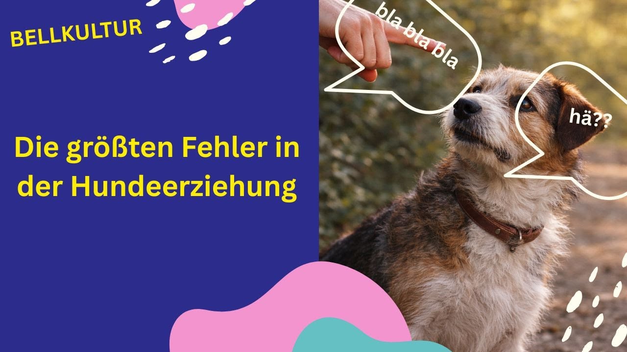 Diese 5 Fehler machen fast alle Hundebesitzer im neuen Jahr