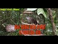 Mikat Burung Cucak Jenggot Gampang Bangeet Mp3 - Mp4 Download