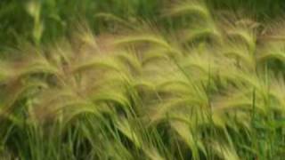Haleluljah Never Ending - Caedmon's Call & Silers Bald