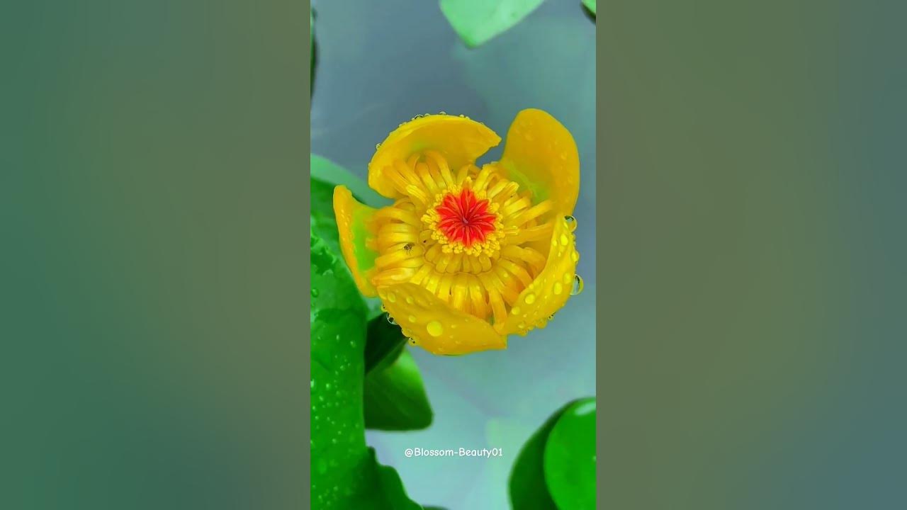 The Beauty of a Yellow Water Lily #waterlily #yellowflowers #floralbeauty
