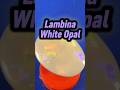 Full Spectrum Lambina White Opal #teamrockit #opal  #australianopal #lapidary #whiteopal #shorts