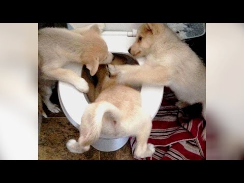 Most HILARIOUS DOGS and their CRAZY MOMENTS