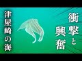 【海中映像有り・津屋崎漁港】色々起こり過ぎて最高‼︎イカに興奮！泳がせで凄い奴が釣れる！盛り沢山の津屋崎は最高の釣り場#197福岡釣部 in 福岡・糸島・佐賀・北九州・玄界灘・広島・岡山・瀬戸内海