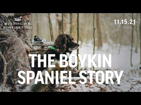 Vídeo: Spaniel de Boykin