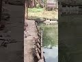 Reaksi ikan lepas ‼️