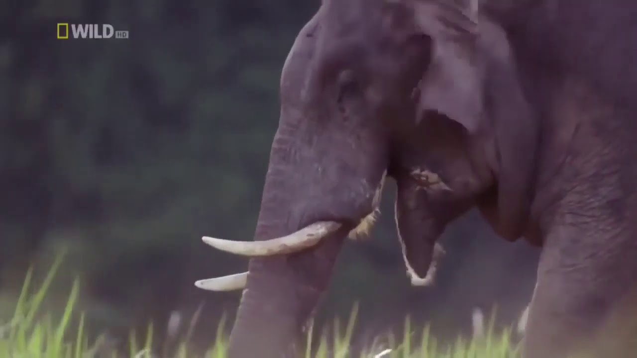 Дикая природа, джунгли, животные Тайланда. - YouTube