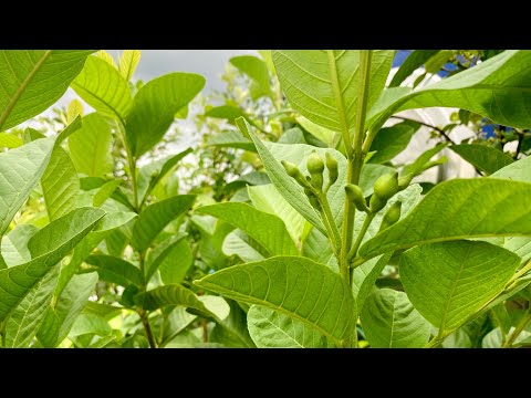 Video Cây ổi lên từ hạt đã ra hoa sau 7 tháng trồng chậu. Bí... - youtube