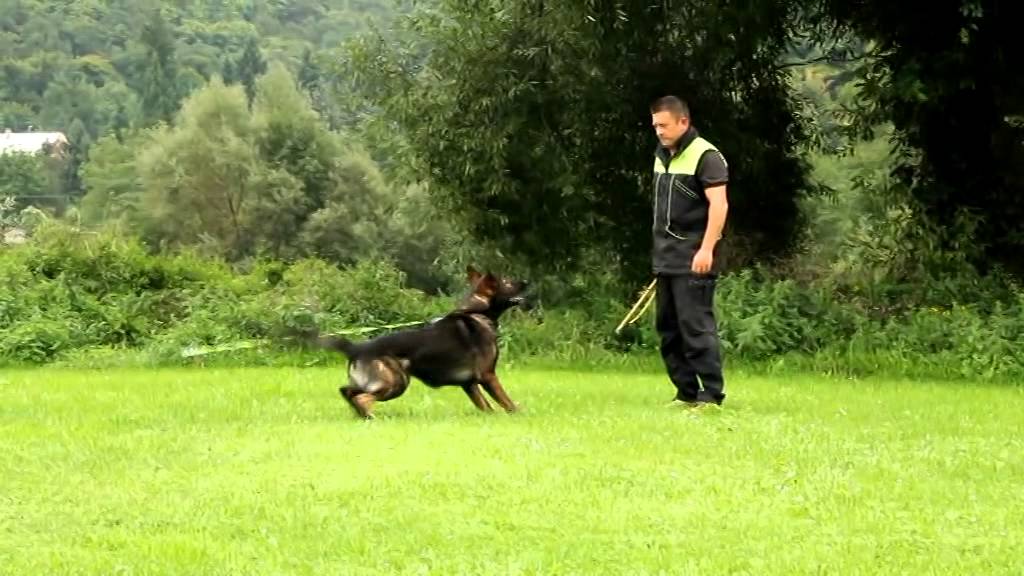 flex pole dog training