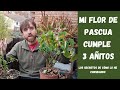 Cómo cuidar la flor de Pascua para que dure de un año a otro