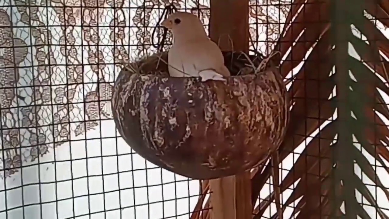 Apakah Pejantan Harus Dipisah Saat Induk Mengeram?