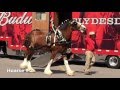 Brother Bud's Clydesdales in Canadensis PA June 19, 2o16