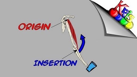 Reversal Of Muscle Action → Explains How Reversal Of Muscle Action Works || By: Kinesiology Kris
