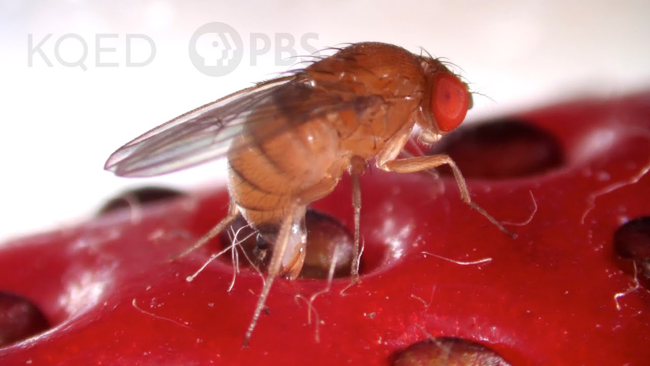 Lie fly. Наездники насекомые откладывают яйца. Красный белый и розовый цвет глаз дрозофил. Fly can lay cheeps.