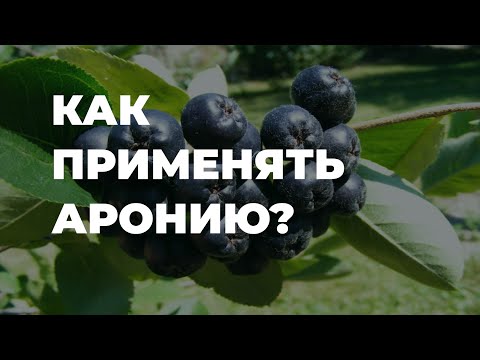 АРОНИЯ ЧЕРНОПЛОДНАЯ или ЧЕРНОПЛОДНАЯ РЯБИНА. Как применять? / Захар Травник