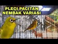 MASTERAN PLECI PACITAN NEMBAK VARIASI ZIPPER, WITWIT, KENARI, BREN CIBLEK