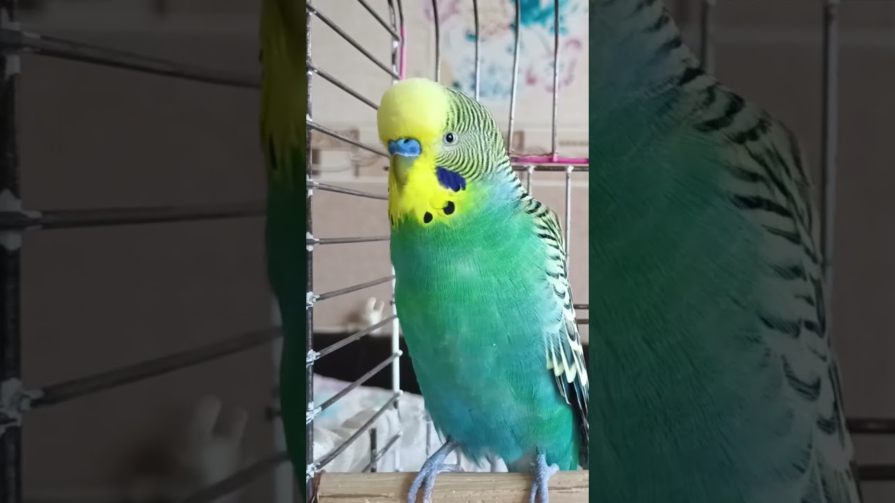 Muhabbet Kuşu Konuşturma #konuşankuş #konuşanmuhabbetkuşu #muhabbetkuşu #birds #talkingparot