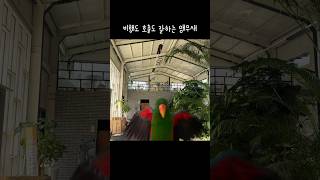 [지구젤리] 비행, 호출 잘하는 앵무새들 / 못하는게 뭐야? / 오랜만에 비행영상 / eclectus par…