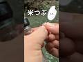 【 #渓流釣り】「米つぶ」で魚が釣れるか検証してみた!