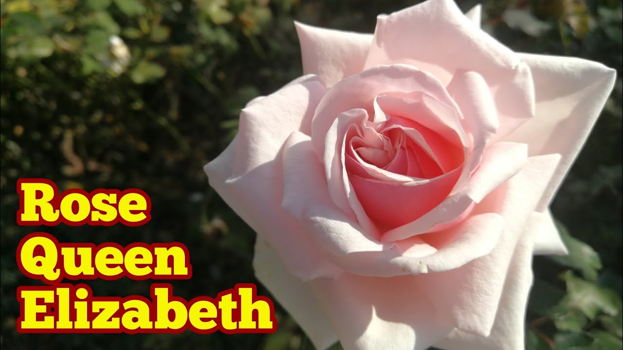 Rose Variety Queen Elizabeth/ Guide To Rose Fragrance