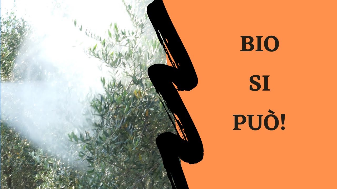 Mosca olivo, lotta biologica efficace🍈🍈🍈