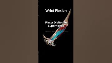 Wrist Flexion Anatomy 3danimation Science Orthoconcepts Humanbody Music 