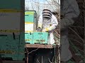Hive check, looking for queen and eggs